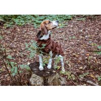 STOCK+STEIN® Wear Regenjacke Rainmaster Chocolate dunkelbraun XXL