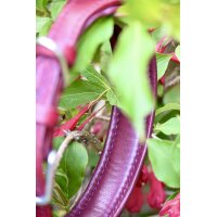 Lederhalsband Velvet Berry HU 41-49cm