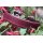 Lederhalsband Velvet Berry HU 41-49cm