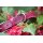 Lederhalsband Velvet Berry HU 41-49cm