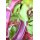 Lederhalsband Velvet Berry HU 41-49cm